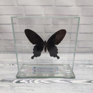Купить Метелик під склом Pachliopta kotzebuea 120х120