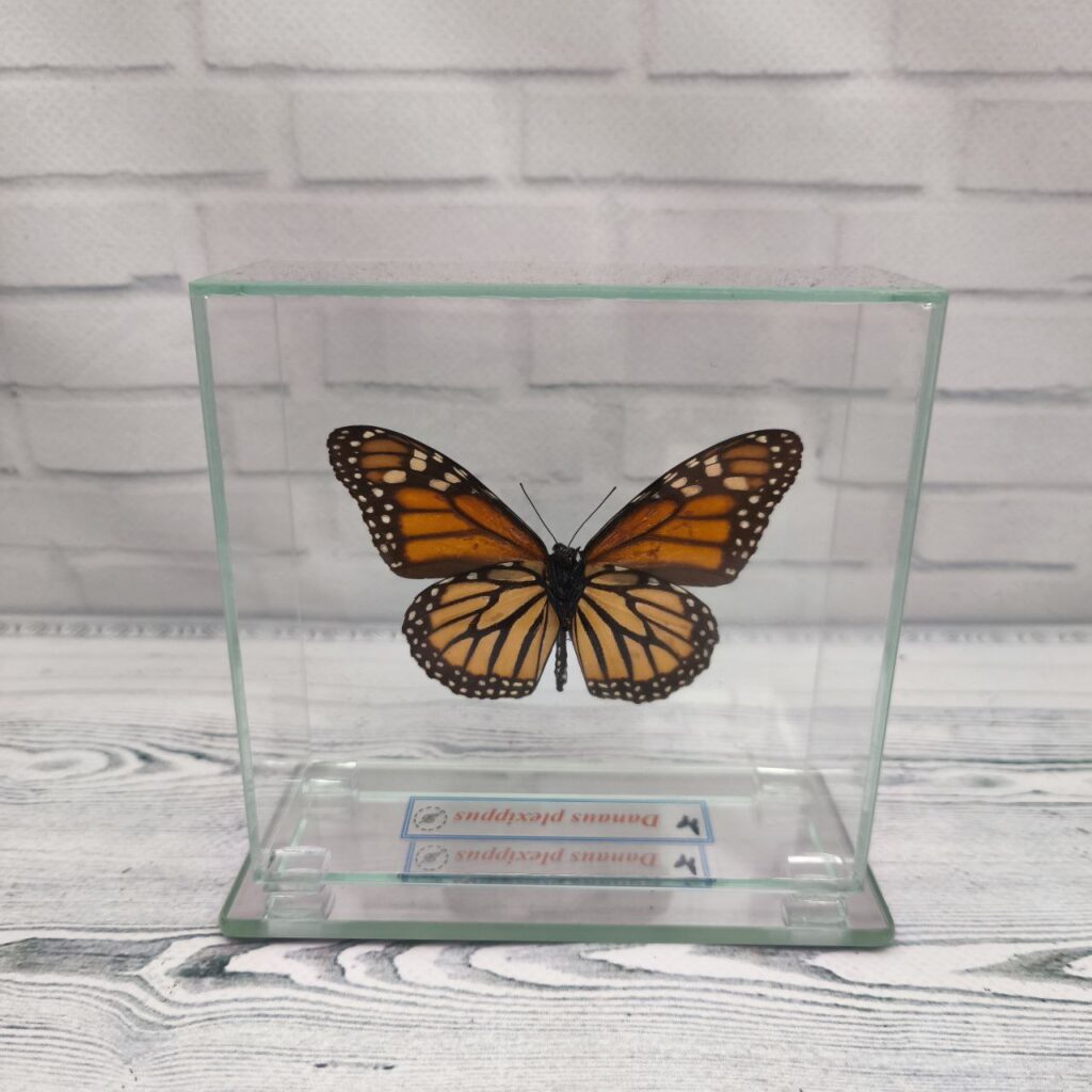 Метелик під склом Danaus plexippus 110х105