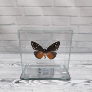 Купить Метелик під склом Tithorea hermias 100х100