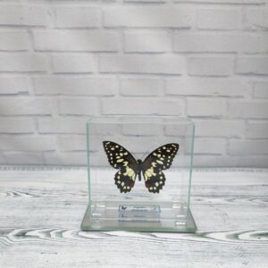 Купить Метелик під склом Papilio demoleus 85х85