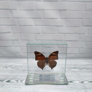 Купить Метелик під склом Doleschallia bisaltide 85х85