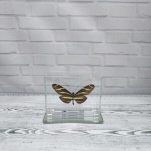 Купить Метелик під склом Heliconius charitonia 90х70