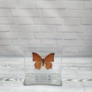 Купить Метелик під склом Charaxes paphianus 80х80