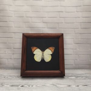 Купить Метелик в рамці Hebomoia glaucippe