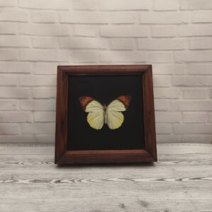 Купить Метелик в рамці Hebomoia glaucippe