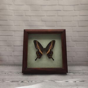 Купить Метелик в рамці Papilio lormieri