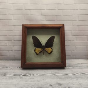 Купить Метелик в рамці Troides helena m