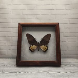 Купить Метелик в рамці Troides helena f