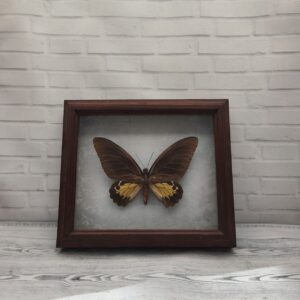 Купить Метелик в рамці Troides helena f