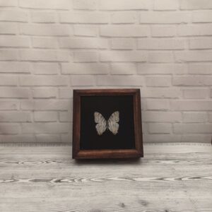 Купить Метелик в рамці Cyrestis elegans