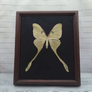 Купить Метелик в рамці Actias maenas f