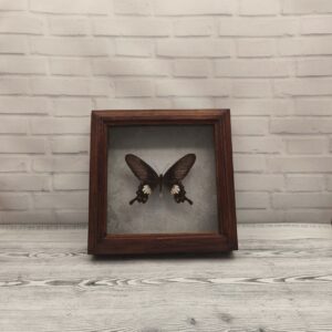 Купить Метелик в рамці Atrophaneura aristolochiae