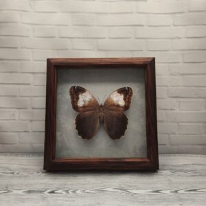 Купить Метелик в рамці Caligo martia