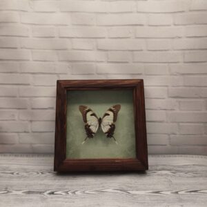 Купить Метелик в рамці Eurytides dolicaon