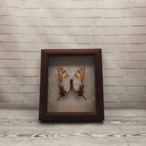 Купить Метелик в рамці Eurytides servillei