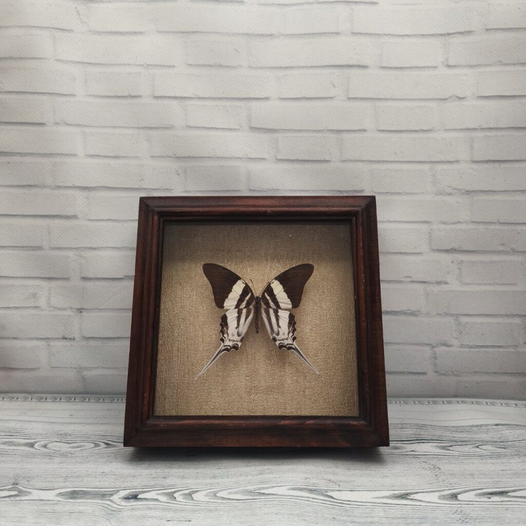 Метелик в рамці Graphium  dorcus