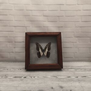 Купить Метелик в рамці Graphium meyeri