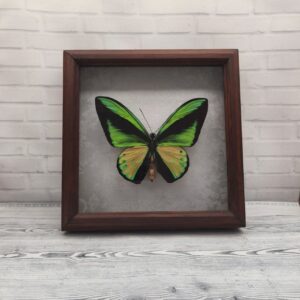 Купить Метелик в рамці Ornithoptera goliath samson m