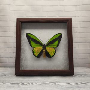 Купить Метелик в рамці Ornithoptera goliath samson m