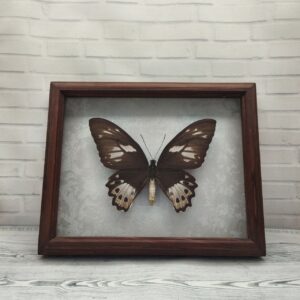 Купить Метелик в рамці Ornithoptera priamus f