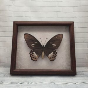 Купить Метелик в рамці Ornithoptera priamus f