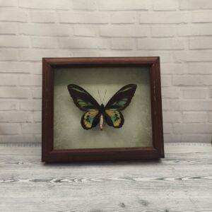 Купить Метелик в рамці Ornithoptera rotschildi m