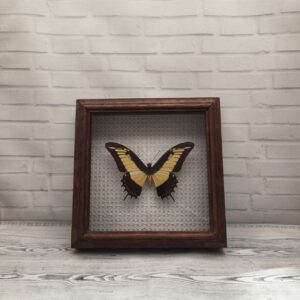 Купить Метелик в рамці Papilio androgeus