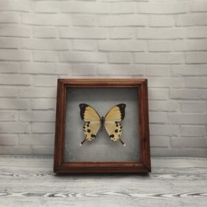 Купить Метелик в рамці Papilio dardanus meriones