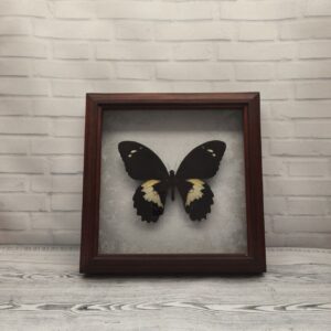 Купить Метелик в рамці Papilio gambrisius