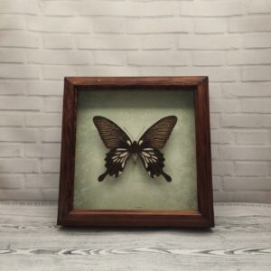 Купить Метелик в рамці Papilio memnon thale f
