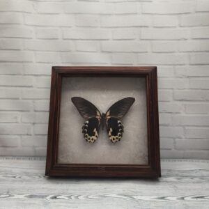 Купить Метелик в рамці Papilio rumanzovia низ