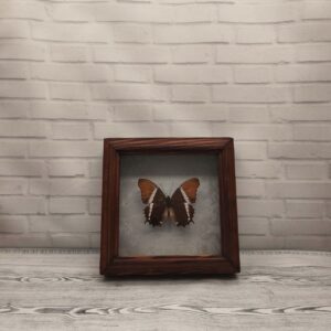 Купить Метелик в рамці Siproeta epaphus