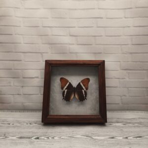 Купить Метелик в рамці Siproeta epaphus