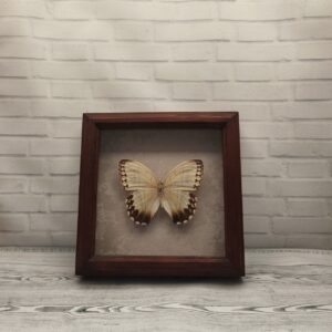 Купить Метелик в рамці Stichophthalma howqua