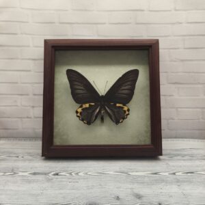 Купить Метелик в рамці Troides hypolitus m