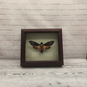Купить Метелик в рамці Acherontia atropos