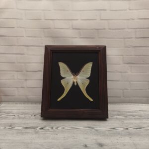 Купить Метелик в рамці Actias luna male