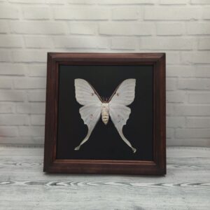 Купить Метелик в рамці Actias luna f