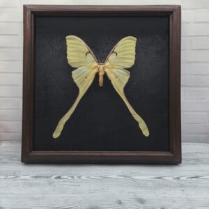 Купить Метелик в рамці Actias maenas f