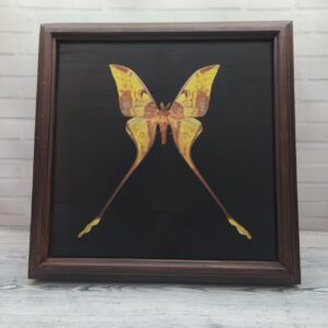Купить Метелик в рамці Actias maenas m