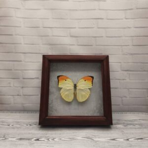 Купить Метелик в рамці Anteos menippe