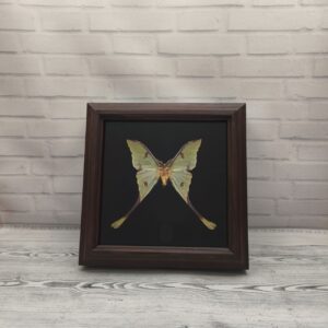 Купить Метелик в рамці Argema mimosae m