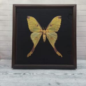 Купить Метелик в рамці Argema mittrei