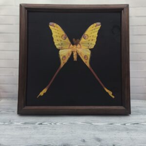 Купить Метелик в рамці Argema mittrei