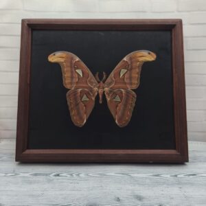 Купить Метелик в рамці Attacus atlas m