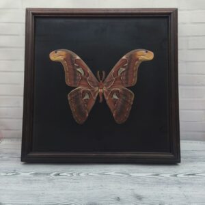 Купить Метелик в рамці Attacus atlas m