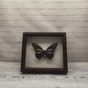 Купить Метелик в рамці Battus crasus