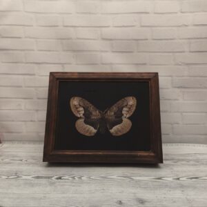 Купить Метелик в рамці Brahmaea christophi