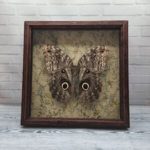 Купить Метелик в рамці Caligo brasiliensis (низ)