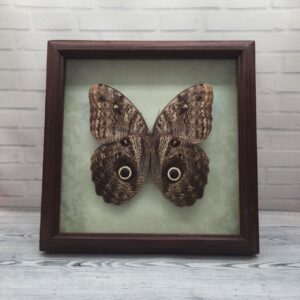 Купить Метелик в рамці Caligo brasiliensis (низ)